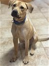 adoptable Dog in munford, TN named Buzz Lightyear