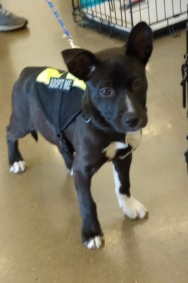 Dog for Adoption Clover, a Husky in Leachville, AR Alpha Paw