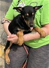 adoptable Dog in , TN named Piper