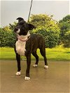 adoptable Dog in munford, TN named Nirvana