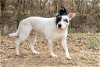 adoptable Dog in , TN named Spot