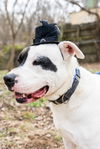 adoptable Dog in , TN named Spot