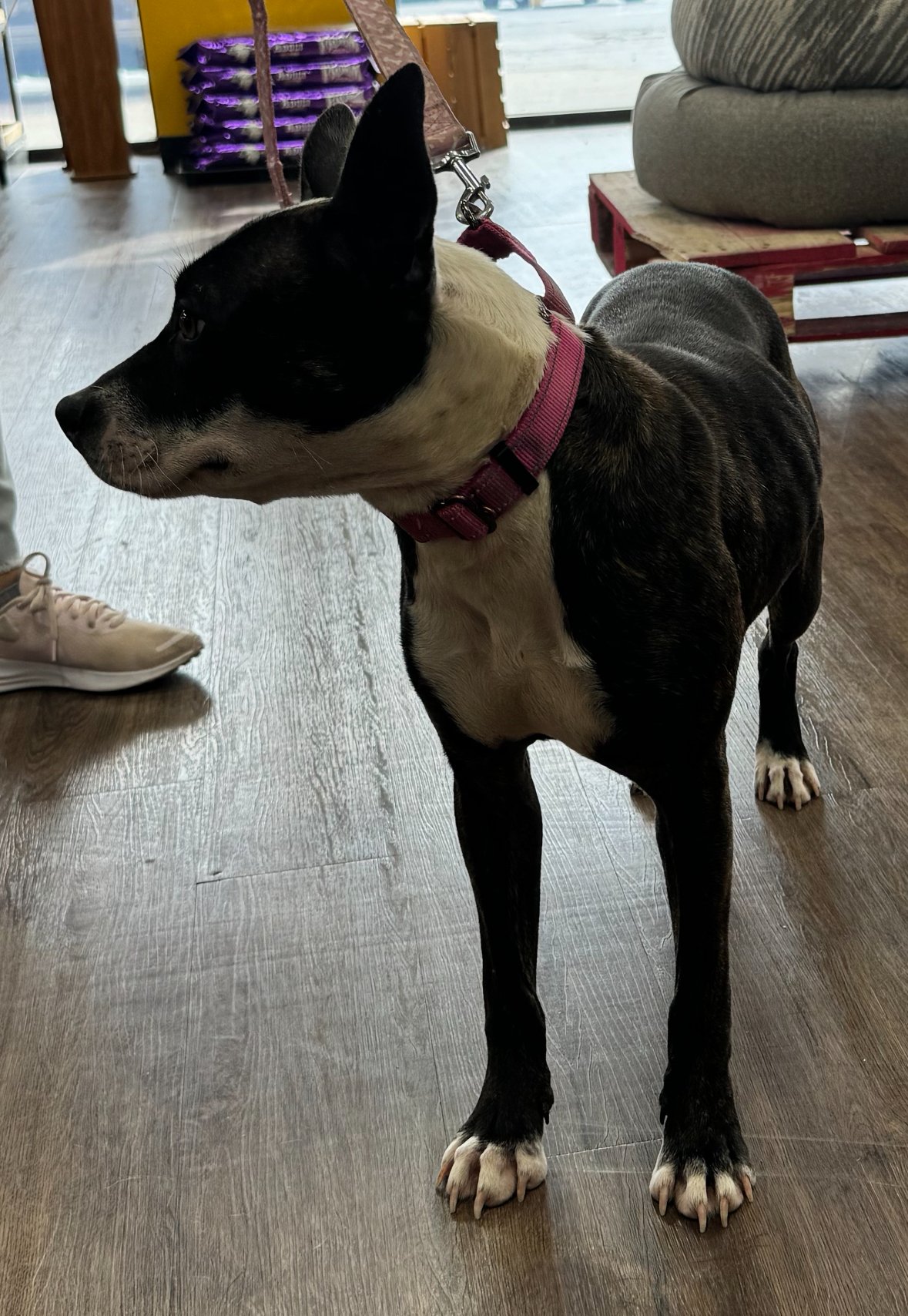 adoptable Dog in Munford, TN named Stella