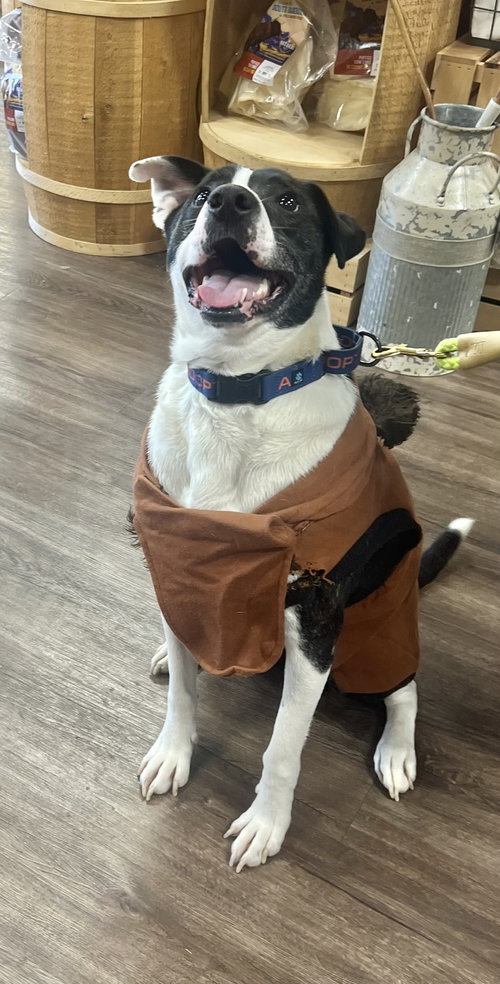 BUBBIE - Hound / Terrier available for adoption