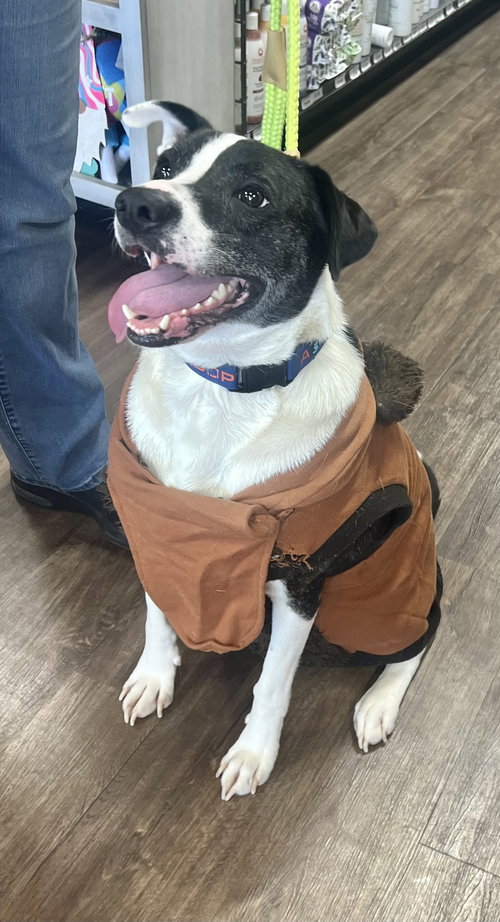 BUBBIE - Hound / Terrier available for adoption