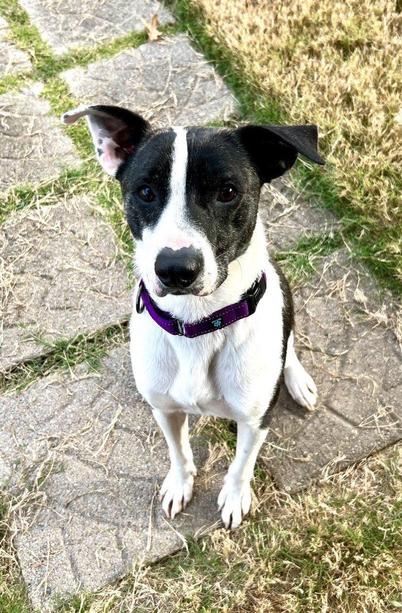 adoptable Dog in Munford, TN named Bubbie