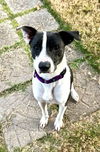 adoptable Dog in , TN named Bubbie