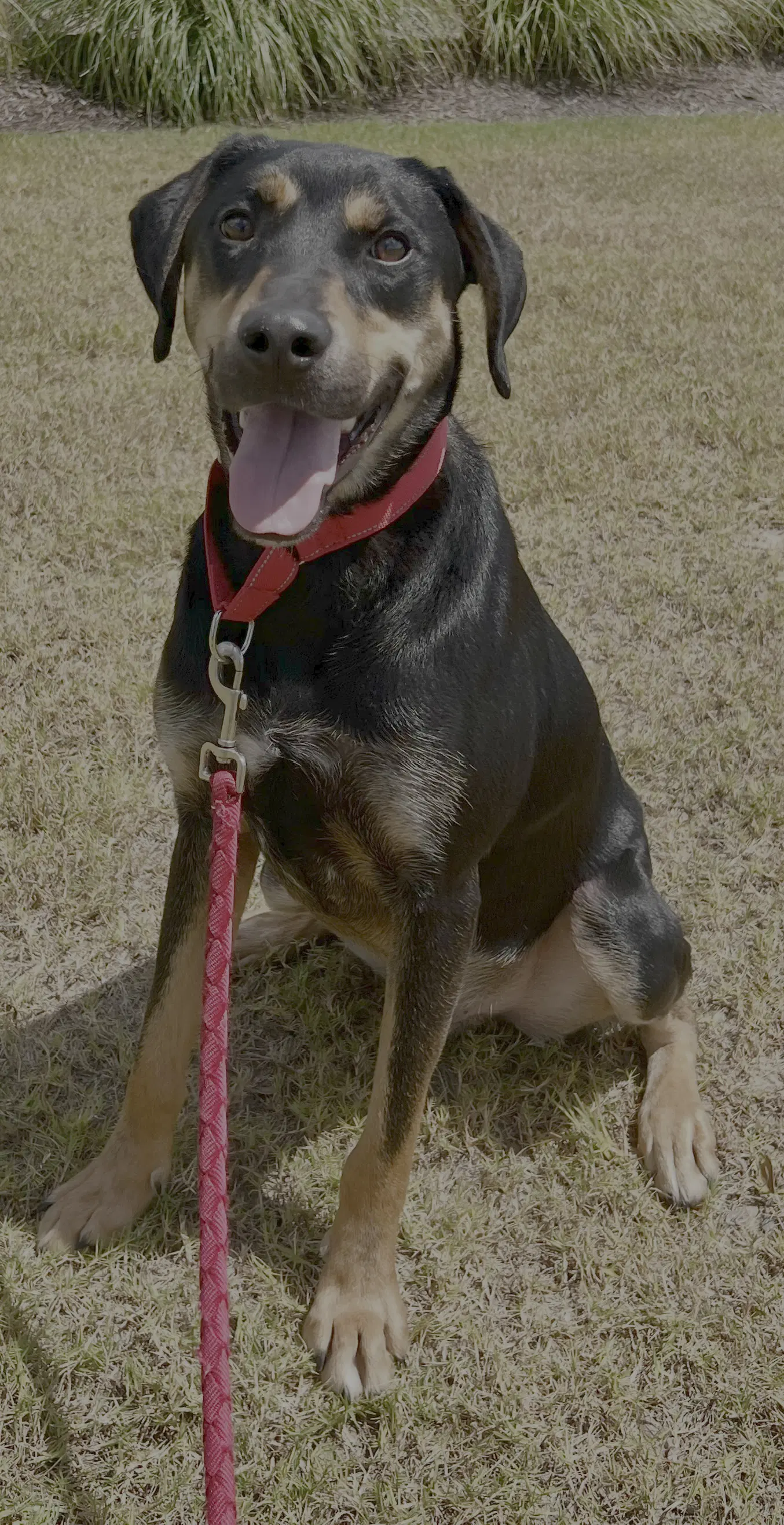 Koda image 4