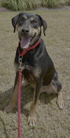 Koda - Photo 4