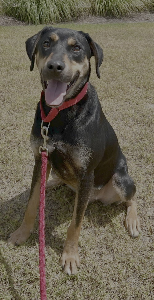 Photo 4 of Koda
