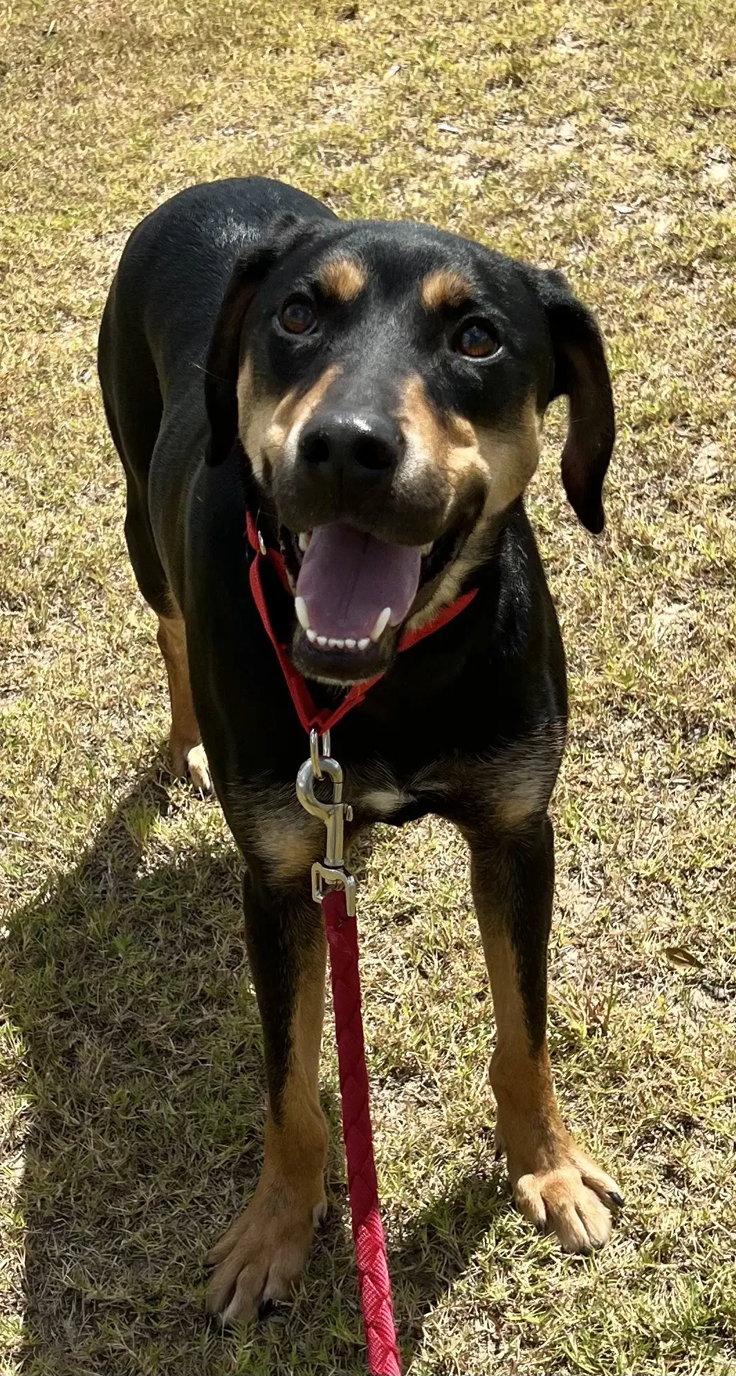 Koda image 3