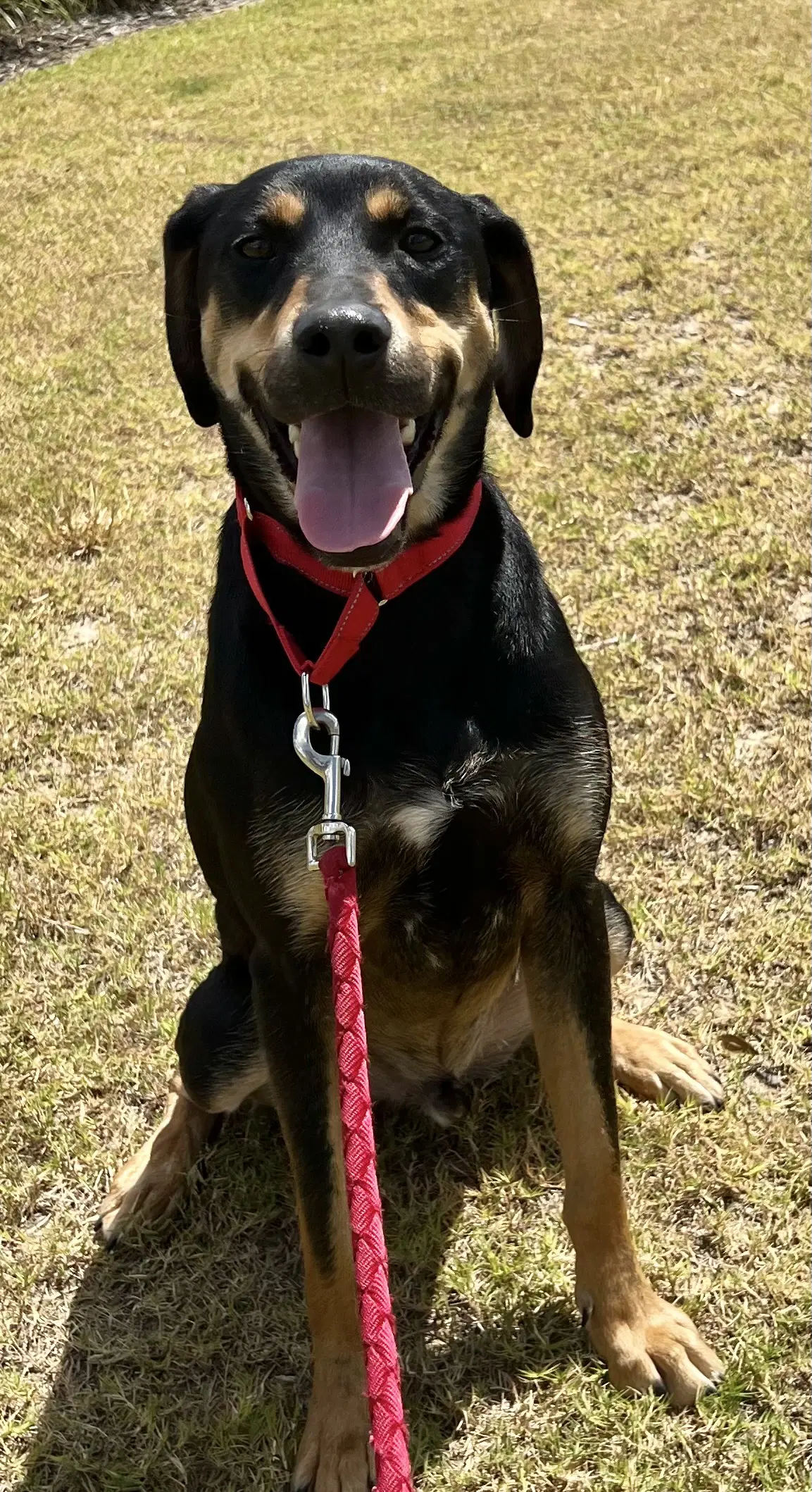 Koda - Rottweiler/Labrador Retriever