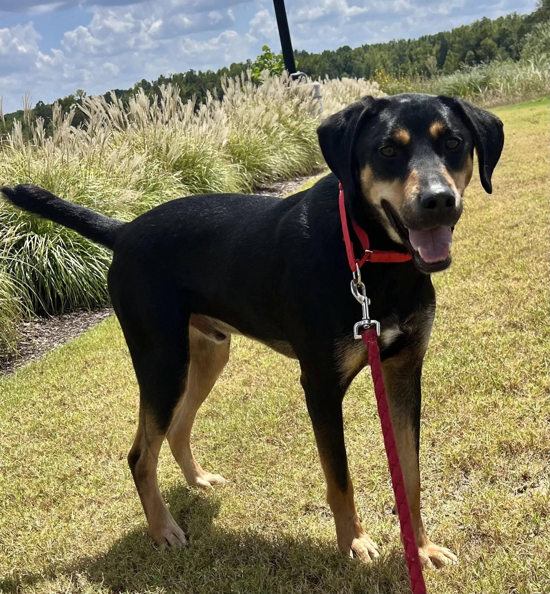 Koda image 2
