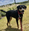 Koda - Photo 2