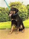 adoptable Dog in munford, TN named Koda