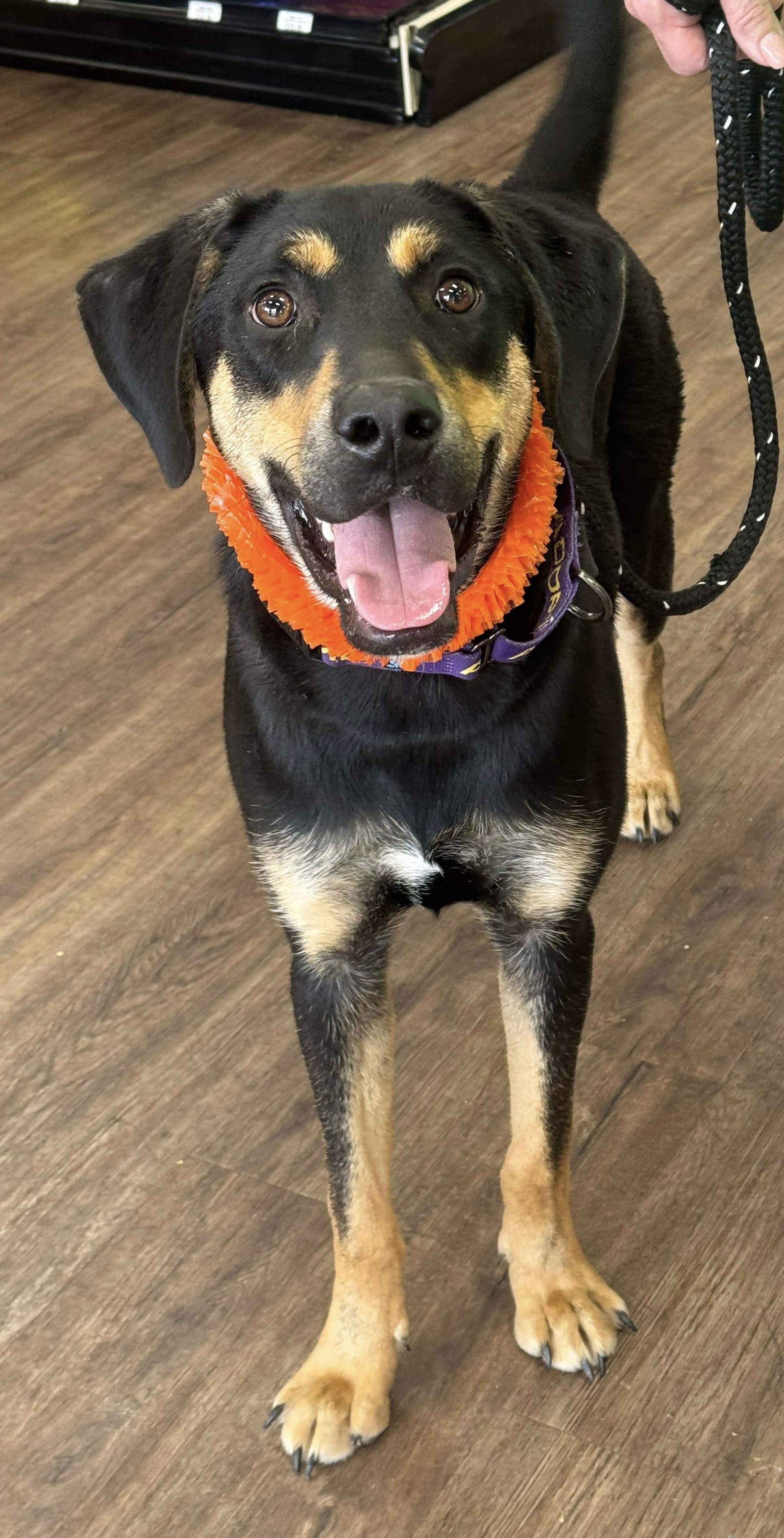 adoptable Dog in Munford, TN named Koda