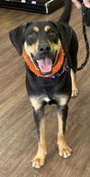 adoptable Dog in , TN named Koda