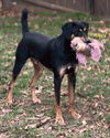 Koda - Photo 7