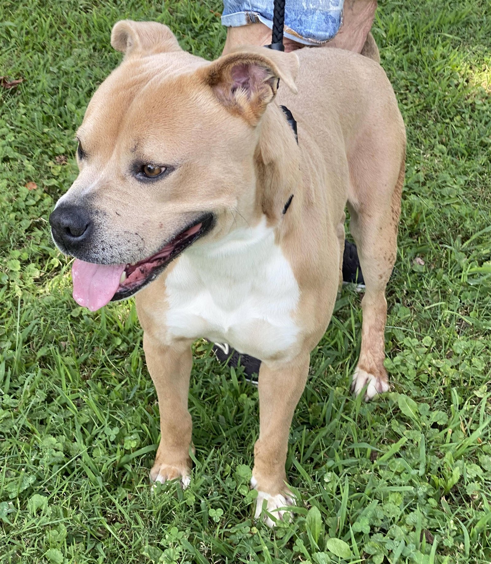 adoptable Dog in Munford, TN named Scooby Doo