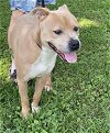 adoptable Dog in  named Scooby Doo