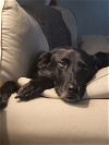 adoptable Dog in munford, TN named Kipper