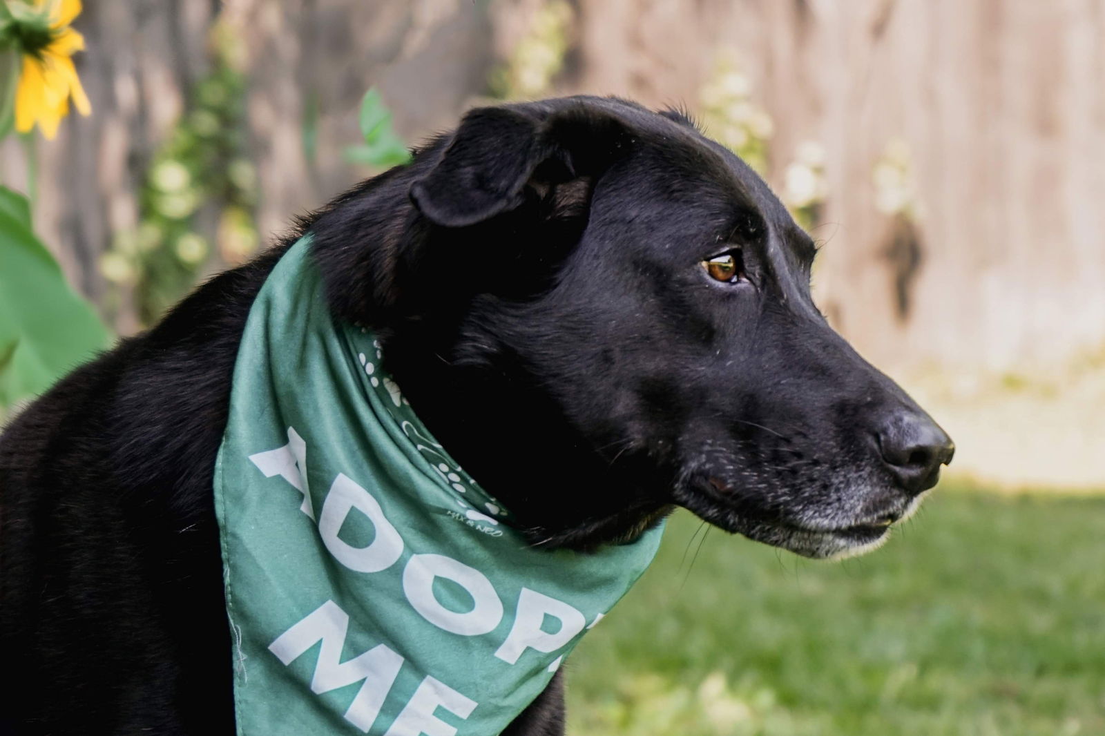 adoptable Dog in Munford, TN named Kipper