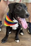 adoptable Dog in , TN named Lexi