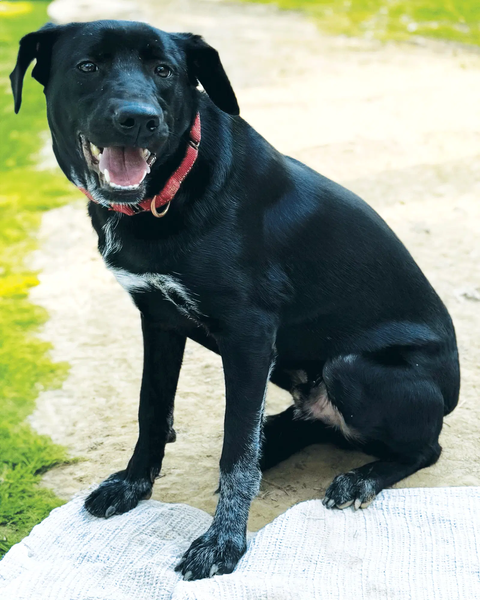 Smidge - Labrador Retriever