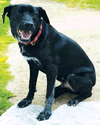 adoptable Dog in  named Smidge