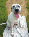 adoptable Dog in  named Snow