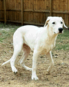 adoptable Dog in  named Bashful