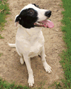 adoptable Dog in  named Happy