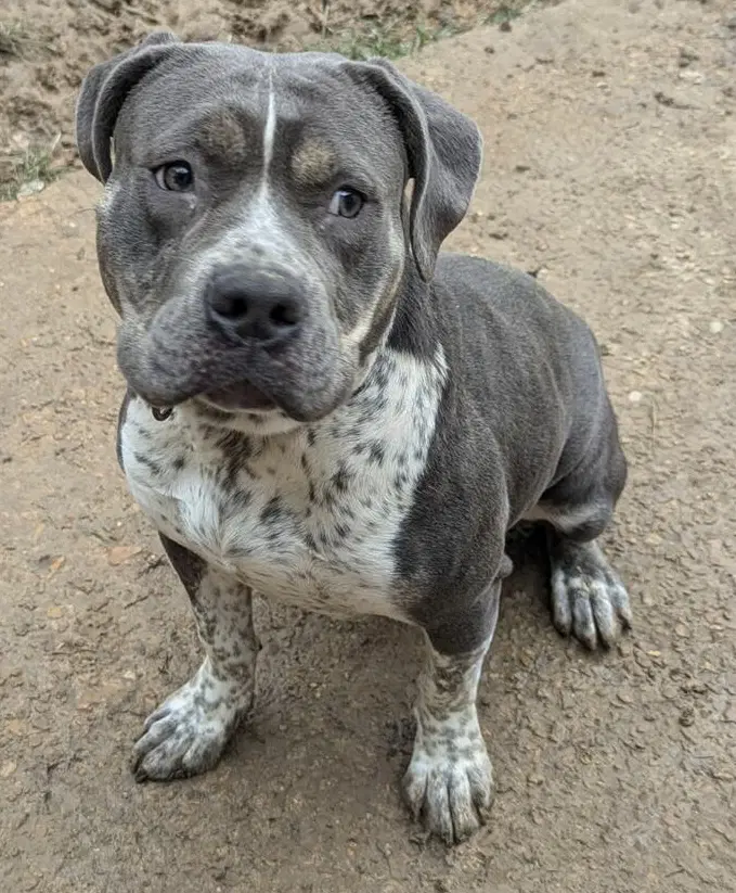 Shelly - American Pit Bull Terrier