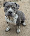 adoptable Dog in Munford, TN named Shelly