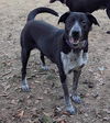 adoptable Dog in  named Jesse