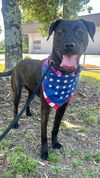adoptable Dog in Munford, TN named Patsy Cline