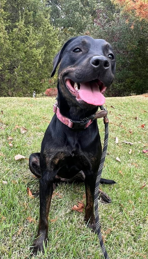 MIRANDA - Labrador Retriever available for adoption