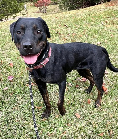 MIRANDA - Labrador Retriever available for adoption