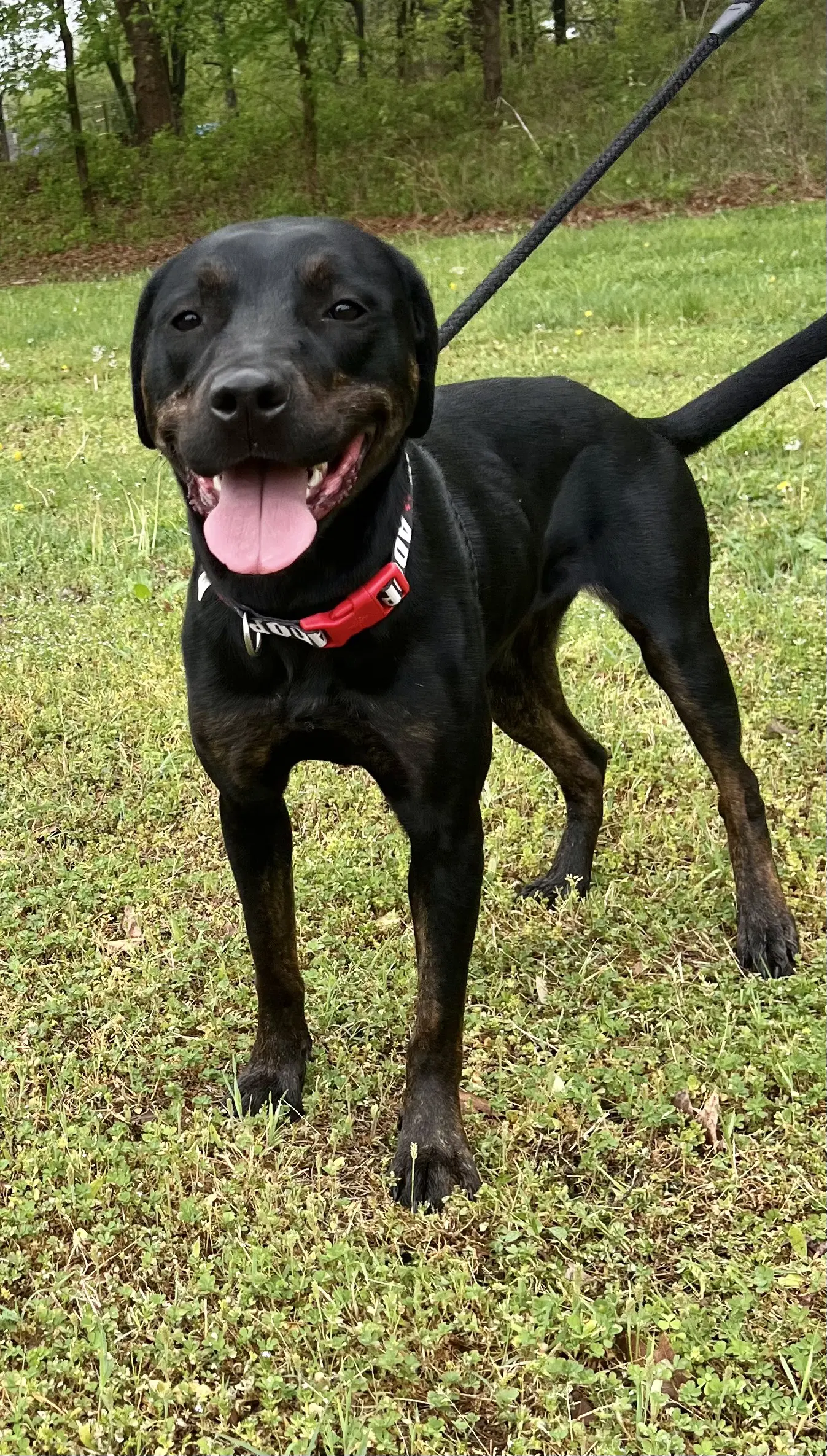 Miranda - Labrador Retriever