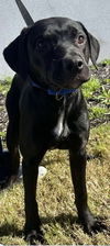 adoptable Dog in  named Carrie