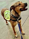 Lainey - Photo 12