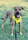 Lainey - Photo 1