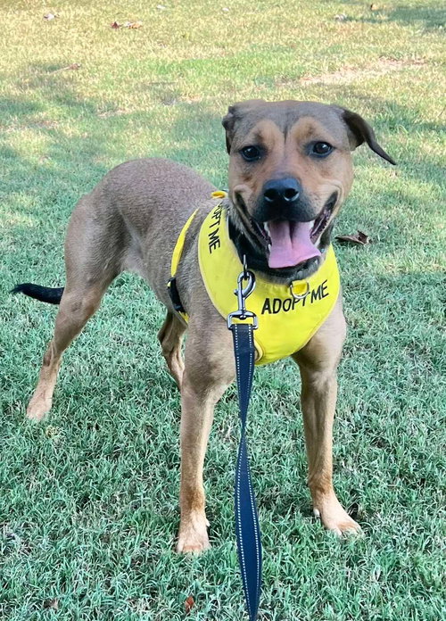 LAINEY - Labrador Retriever available for adoption