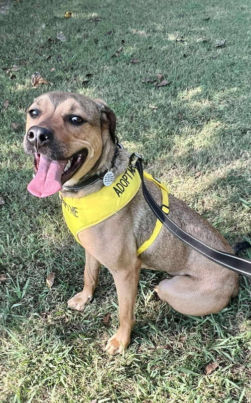 LAINEY - Labrador Retriever available for adoption