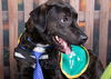 adoptable Dog in  named Garth