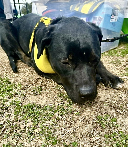 picture of the dog needing adoption