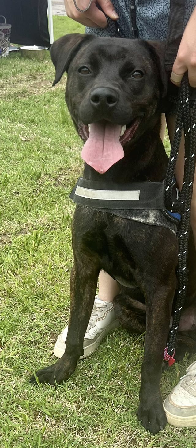 adoptable Dog in Munford, TN named Blake