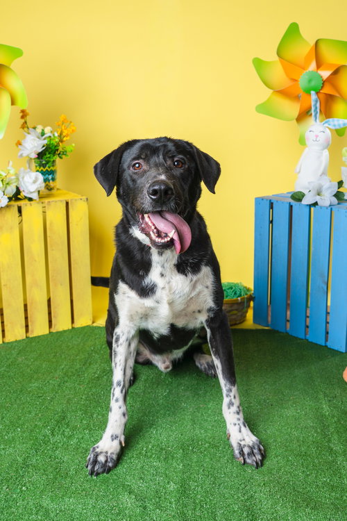 Biggie, an adoptable Black Labrador Retriever in Munford, TN