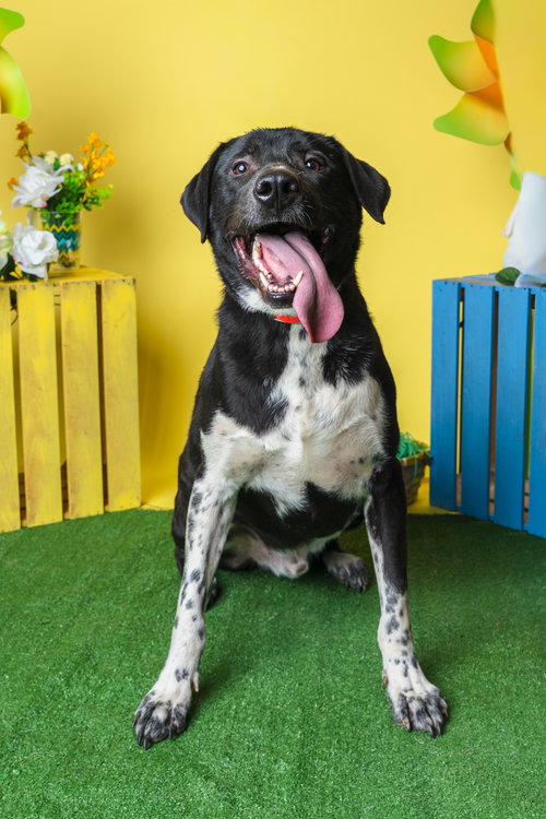 BIGGIE - Black Labrador Retriever / Australian Cattle Dog/Blue Heeler available for adoption