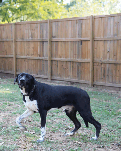 BIGGIE - Black Labrador Retriever / Australian Cattle Dog/Blue Heeler available for adoption